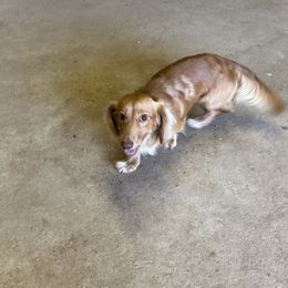 Copper - Dachshund