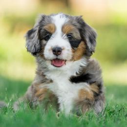 Windom - female Australian Mountain Doodle puppy in Cortez, Colorado from Sassy Pants Pups