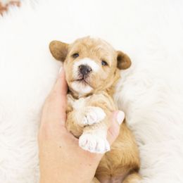 Goldendoodle, Irish Doodle, Labradoodle, and Poodle Puppies from Desert Doodles