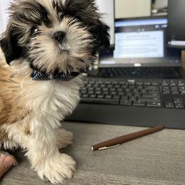 Shih Tzu Puppies from Willow Lane Shih Tzus
