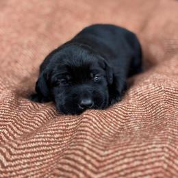 Baby Girl (Black) - Black female Labrador Retriever puppy in Chatfield, Minnesota from Terranova Retrievers