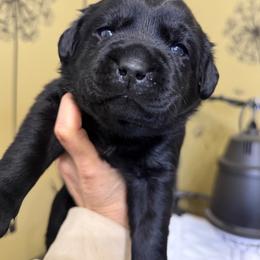 Sage - Black female Labrador Retriever puppy in Manheim, Pennsylvania from Monarch Labradors