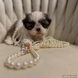 Bambi - Gold and white female Shih Tzu puppy in Walkertown, North Carolina from Lil’ Bit’s Shih Tzu