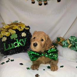 Dustin - Apricot male Goldendoodle puppy in Georgetown, Tennessee from Georgetown Designer & Purebred Puppies