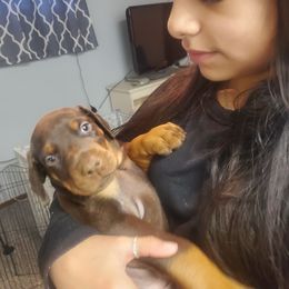 Doberman Pinscher Puppies from Stand Alone European Dobermans