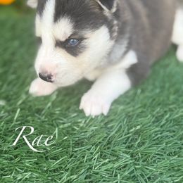 Rae - Gray and white male Siberian Husky puppy in Gardner, Kansas from Husky Love and Pups