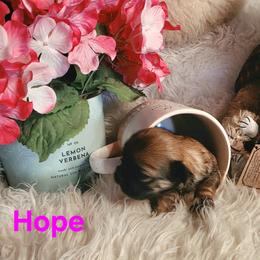 Hope - Red and tan female Shih Tzu puppy in Center Point, Iowa from Puppies in a Box Shih tzus