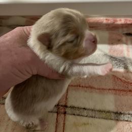 Boy 3 - Chocolate merle male Pomeranian puppy in Maplefalls, Washington from Snow peak poms