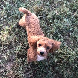 Hank - Poodle