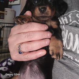 Dachshund Puppies from Neeley Family's Weenies