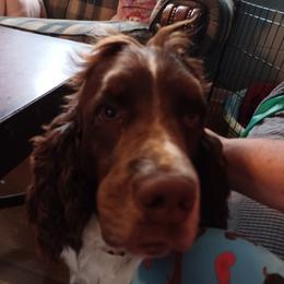 Molly - English Springer Spaniel