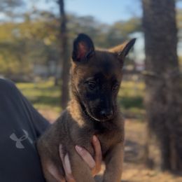 Male affectionate and active for  active lifestyle - Red sable male Belgian Malinois puppy in Dallas, Texas from OreVis Malinois