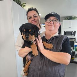 Teal - Black and mahogany male Rottweiler puppy in Lebanon, Oregon from SOUTH SANTIAM ROTTWEILERS