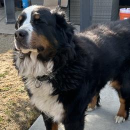 Bernese Mountain Dogs from Wendy Gendreau's -  Rivers Run Bernese Mountain Dogs