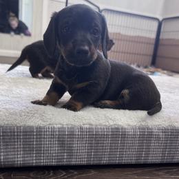 Lucky - Black and tan male Dachshund puppy in Live Oak, Florida from Johnson’s Weiner Farm