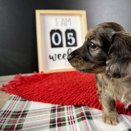Dachshund Puppies from Queen of Weens Dachshunds