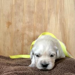 Miss Yellow - Light golden female Golden Retriever puppy in Patterson, California from Trusted Valley Retrievers