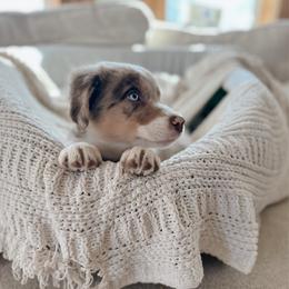 Cedar - Red merle male Australian Shepherd puppy in Midvale, Idaho from Canyon River Aussies