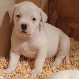 Puppy 2 red - White and brindle male American Bulldog puppy in Christiansburg, Virginia from Iron Will American Bulldogs