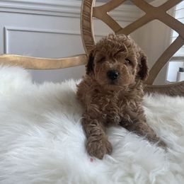 Pekingese and Poodle Puppies from Dogs lovers