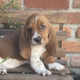 Basset Hounds from William's Basset Hounds