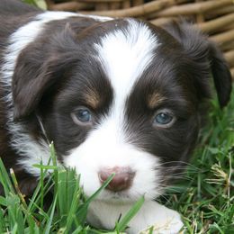 Girl 2 - Red tri female Miniature Australian Shepherd puppy in Fairview, South Dakota from Dakota Toy Aussies