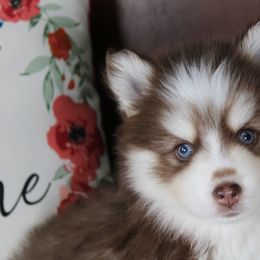 Garnet - Red and white male Pomsky puppy in Albany, Indiana from Hatz Off Puppies