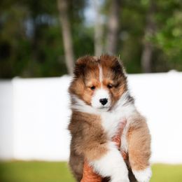 Shetland Sheepdog puppies from Cathance Shetland Sheepdogs
