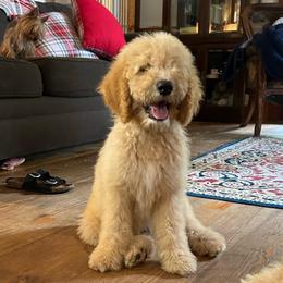 Edith's red - Parti male Goldendoodle puppy in Hardeeville, South Carolina from Pups of the Lowcountry