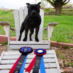 Staffordshire Bull Terrier Puppies from Volstock Staffordshire Bull Terriers