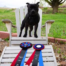 Staffordshire Bull Terrier Puppies from Volstock Staffordshire Bull Terriers