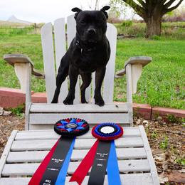 Staffordshire Bull Terrier Puppies from Volstock Staffordshire Bull Terriers