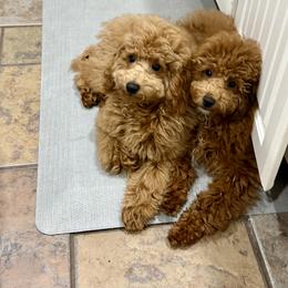 Poodle Puppies from Wanda Burton