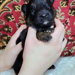 Red Collar Boy - Black and tan male German Shepherd puppy in Holden, Missouri from Shiloh's Shepherds & Ridgebacks