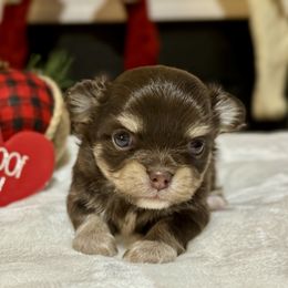 Chihuahua Puppies from Sunset Eves Chihuahuas
