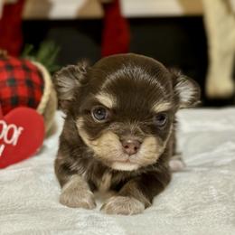 Chihuahua Puppies from Sunset Eves Chihuahuas