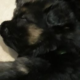 German Shepherd Puppies from Von Jo-Rielle Kennel