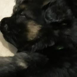 German Shepherd Puppies from Von Jo-Rielle Kennel