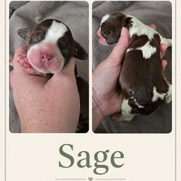 Sage - Tri-Roan female English Springer Spaniel puppy in Fort White, Florida from Thunderbird Springers