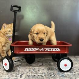 Golden Retriever Puppies from Bigfoot Goldens - We got lots of puppies coming in June!