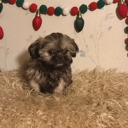 Bentley - Gold male Shih Tzu puppy in Hibbing, Minnesota from Iron Range Shih Tzu and Puppies
