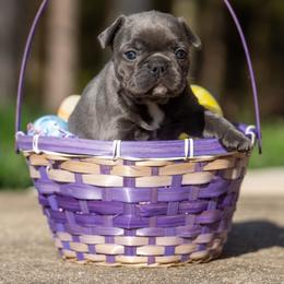 American Bully and French Bulldog Puppies from Nitro’s Bullies