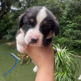 Handsome - Black and white male Cardigan Welsh Corgi puppy in Wekiwa Springs, Florida from It is Corgiland