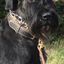 Giant Schnauzer All Grown Up from Vom Mutter Haus