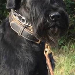 Giant Schnauzer All Grown Up from Vom Mutter Haus