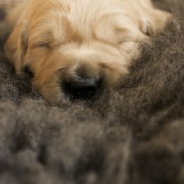 Golden Retriever Puppies from Sweet Breeze Acres