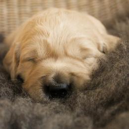 Golden Retriever Puppies from Sweet Breeze Acres