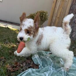 Kelly - Parti female Goldendoodle puppy in Jacksonville, Florida from Dandelion Doodles