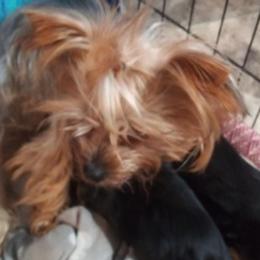 Yorkshire Terriers from Hammock Hill Farm