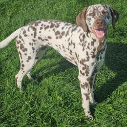 Flame - Dalmatian